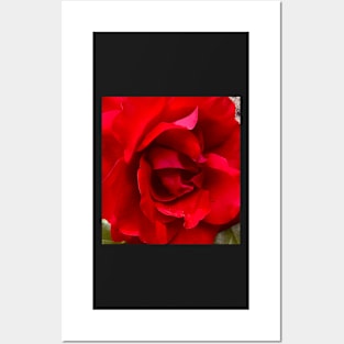 Love as the Red Rose Posters and Art